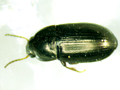 Amara tibialis